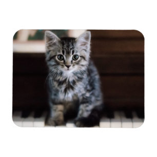 Cutest Baby Animals Kitten on Piano Keys Magnet