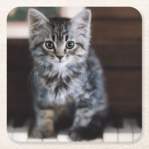 Cutest Baby Animals   Kitten on Piano Keys Square Paper Coaster