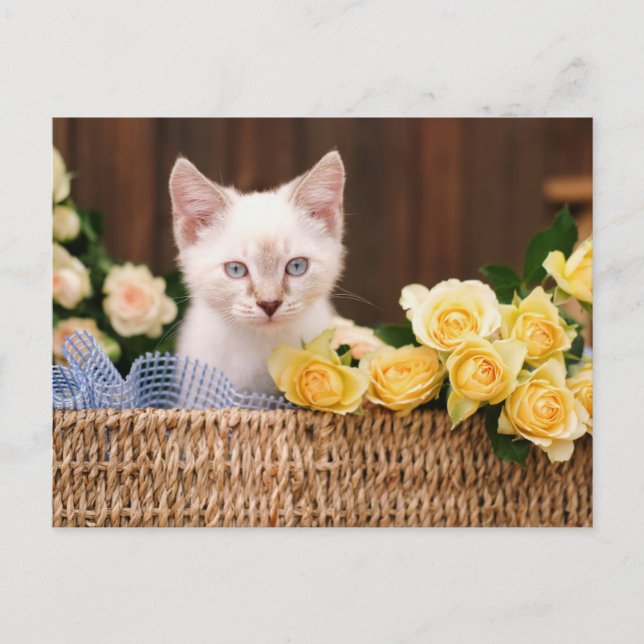 Cutest Baby Animals | Kitten & Yellow Roses Postcard (Front)