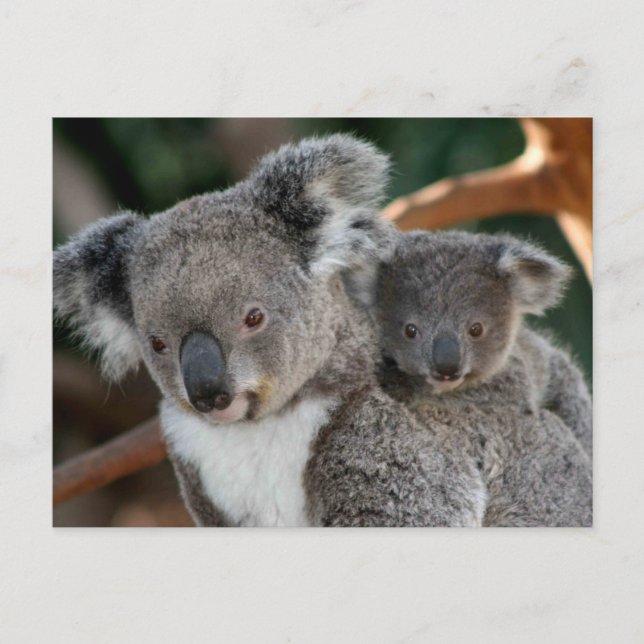 Cutest Baby Animals | Koala and Joey Postcard (Front)