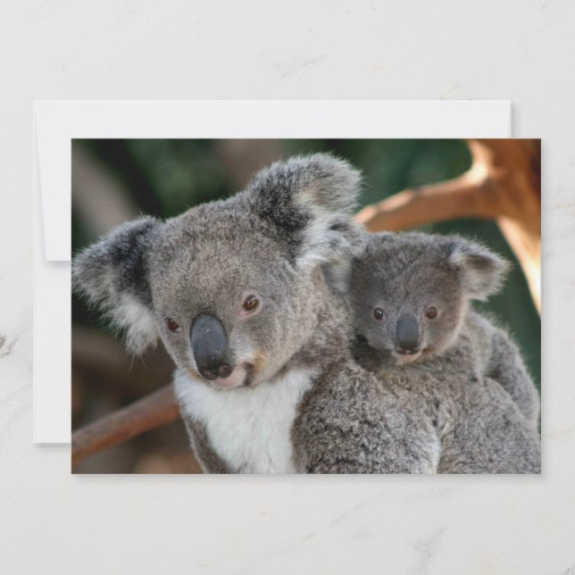 Cutest Baby Animals | Koala and Joey Thank You Card (Front)
