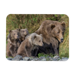 Cutest Baby Animals   Kodiak Mama Bear & Cubs Magnet