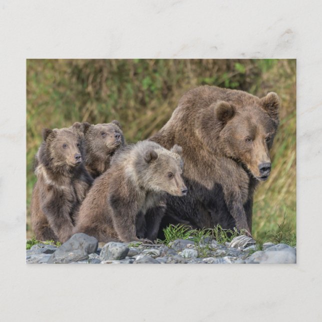 Cutest Baby Animals | Kodiak Mama Bear & Cubs Postcard (Front)