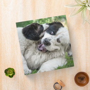 Cutest Baby Animals Landseer Puppy Binder