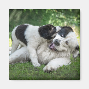 Cutest Baby Animals   Landseer Puppy Magnet