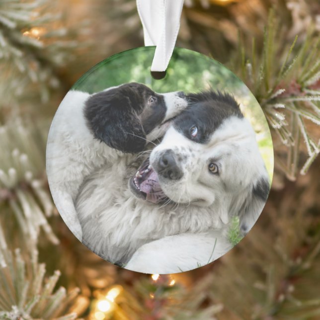 Cutest Baby Animals | Landseer Puppy Ornament (Tree)