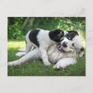 Cutest Baby Animals Landseer Puppy Postcard