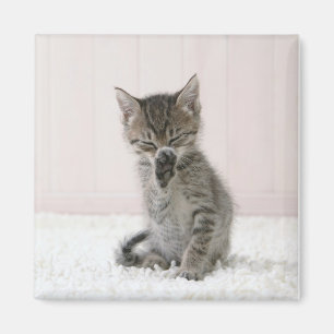 Cutest Baby Animals Licking Tabby Kitten Magnet