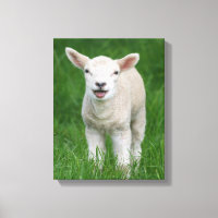 Cutest Baby Animals | Lil Lamb