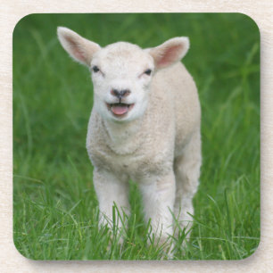 Cutest Baby Animals Lil Lamb Coaster
