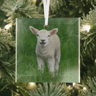 Cutest Baby Animals   Lil Lamb Glass Ornament