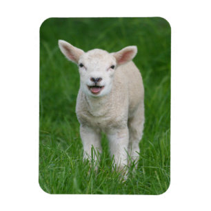 Cutest Baby Animals Lil Lamb Magnet