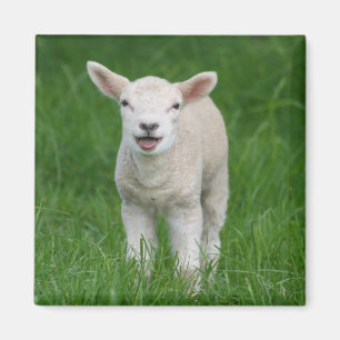 Cutest Baby Animals Lil Lamb Magnet