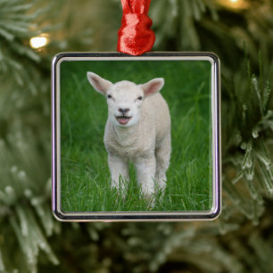 Cutest Baby Animals   Lil Lamb Metal Ornament