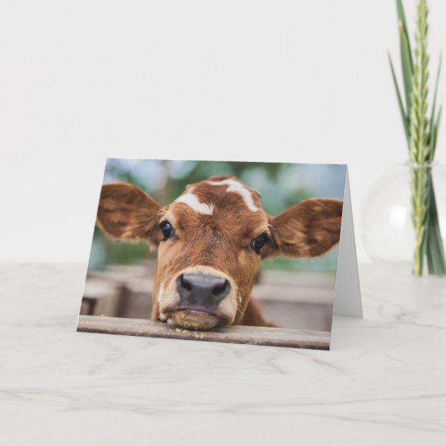 Cutest Baby Animals | Little Cow Calf Card (Front)