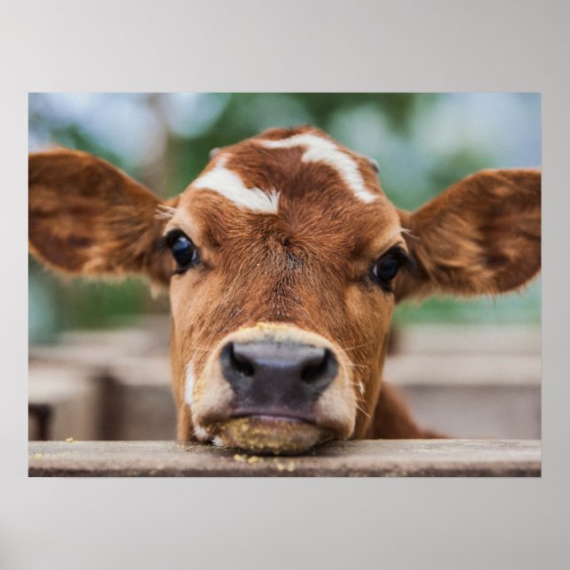 Cutest Baby Animals | Little Cow Calf Poster (Front)