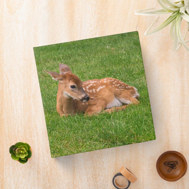 Cutest Baby Animals | Little Fawn Binder (In Situ)