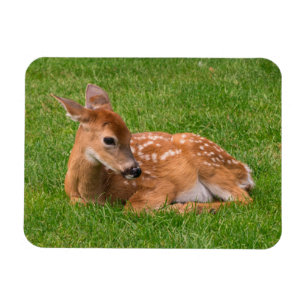 Cutest Baby Animals Little Fawn Magnet