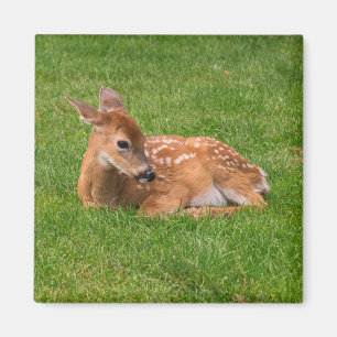 Cutest Baby Animals Little Fawn Magnet