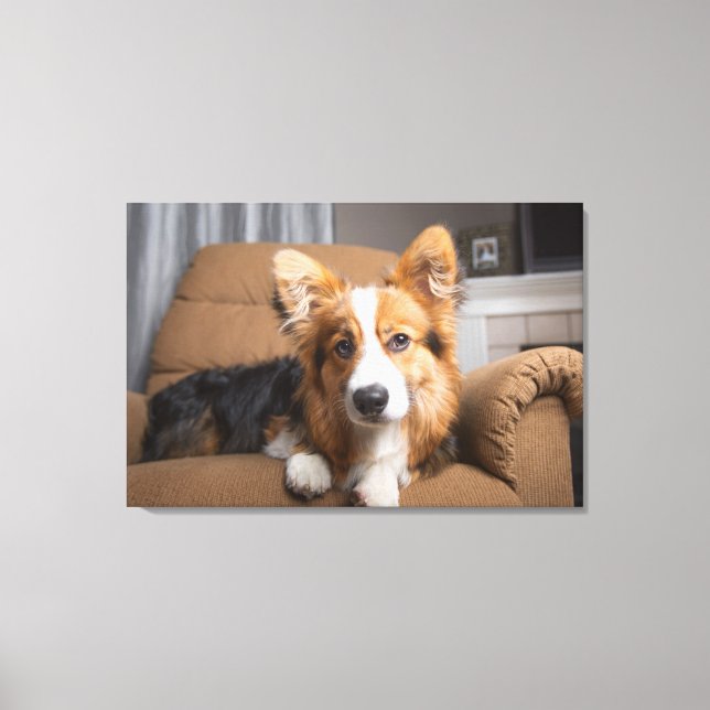 Cutest Baby Animals | Long Hair Corgi Puppy Canvas Print (Front)