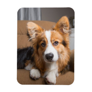 Cutest Baby Animals   Long Hair Corgi Puppy Magnet