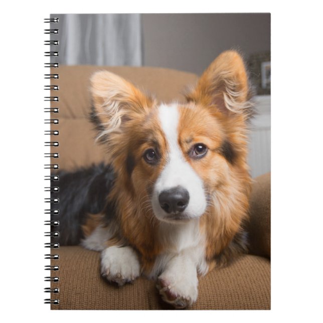 Cutest Baby Animals | Long Hair Corgi Puppy Notebook (Front)
