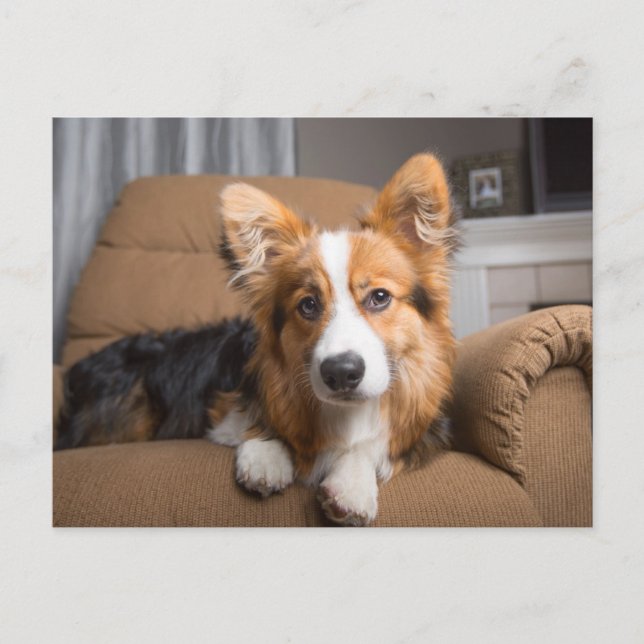 Cutest Baby Animals | Long Hair Corgi Puppy Postcard (Front)