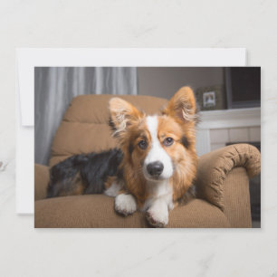 Cutest Baby Animals Long Hair Corgi Puppy Thank You Card