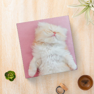 Cutest Baby Animals   Lovely Kitten Sleeping Binder