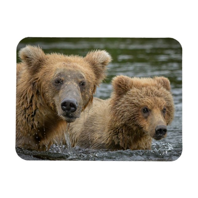Cutest Baby Animals | Mama Bear & Her Cubs Magnet (Horizontal)