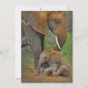 Cutest Baby Animals   Mama Elephant & Baby Thank You Card
