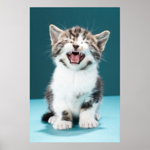 Cutest Baby Animals   Meowing Baby Kitten Poster