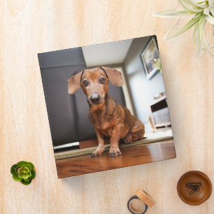 Cutest Baby Animals Mini Dachshund Puppy Binder