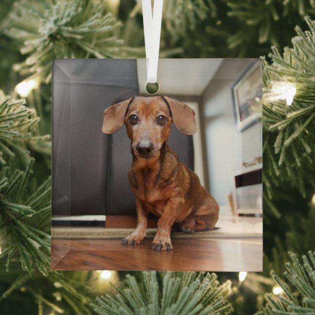 Cutest Baby Animals | Mini Dachshund Puppy Glass Ornament (Insitu)