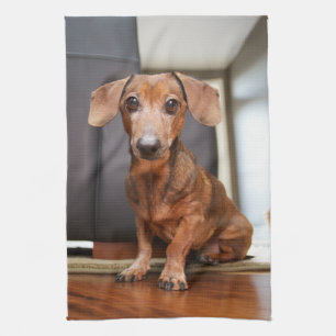 Cutest Baby Animals   Mini Dachshund Puppy Kitchen Towel