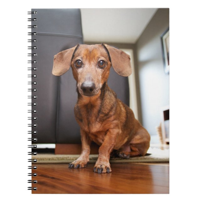Cutest Baby Animals | Mini Dachshund Puppy Notebook (Front)