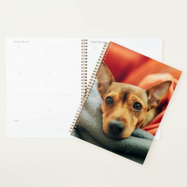 Cutest Baby Animals | Miniature Pinscher (Devant avec enveloppe)