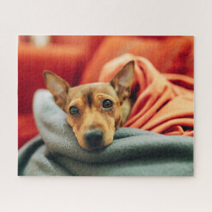 Cutest Baby Animals Miniature Pinscher Jigsaw Puzzle