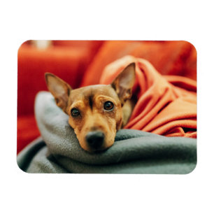 Cutest Baby Animals Miniature Pinscher Magnet