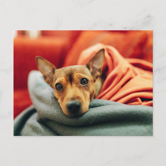 Cutest Baby Animals | Miniature Pinscher Postcard (Front)