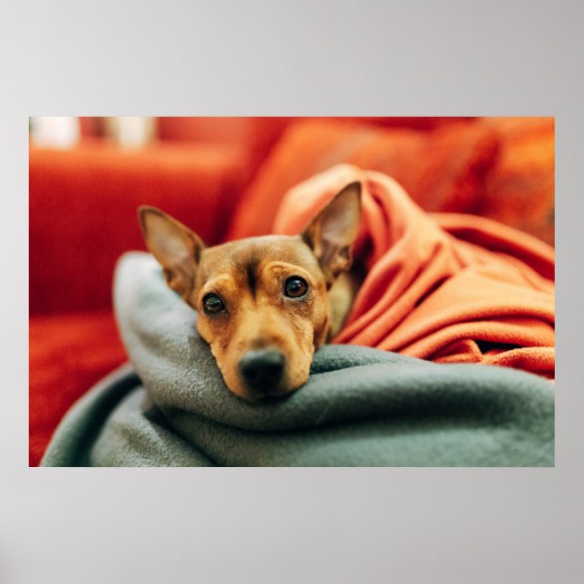 Cutest Baby Animals | Miniature Pinscher Poster (Front)