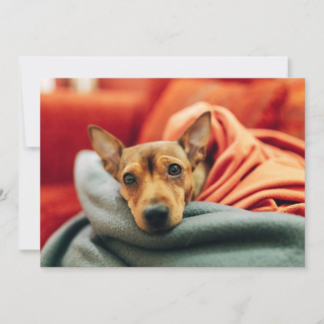 Cutest Baby Animals | Miniature Pinscher Thank You Card (Front)