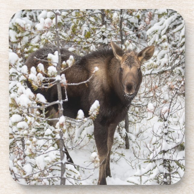 Cutest Baby Animals | Moose Calf Coaster (Front)
