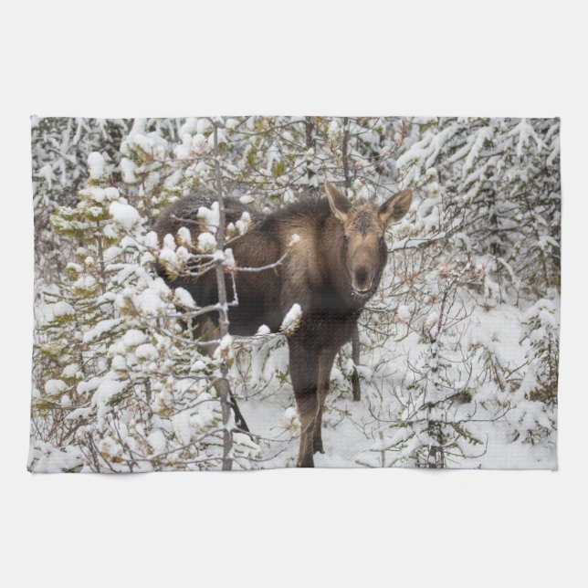 Cutest Baby Animals | Moose Calf Kitchen Towel (Horizontal)