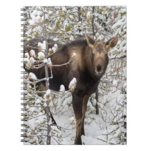 Cutest Baby Animals Moose Calf Notebook