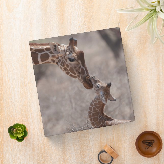 Cutest Baby Animals | Mother and Baby Giraffe Binder (In Situ)