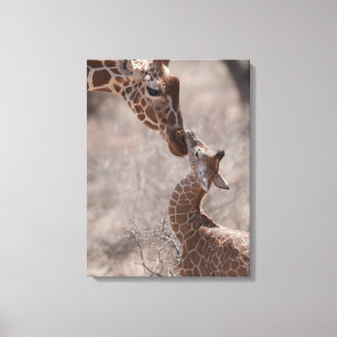 Cutest Baby Animals   Mother and Baby Giraffe Canvas Print