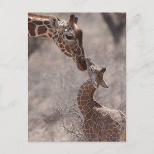 Cutest Baby Animals Mother and Baby Giraffe Postcard