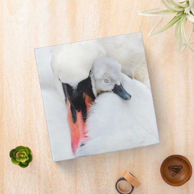 Cutest Baby Animals | Mother & Baby Mute Swan Binder (In Situ)