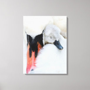 Cutest Baby Animals   Mother & Baby Mute Swan Canvas Print